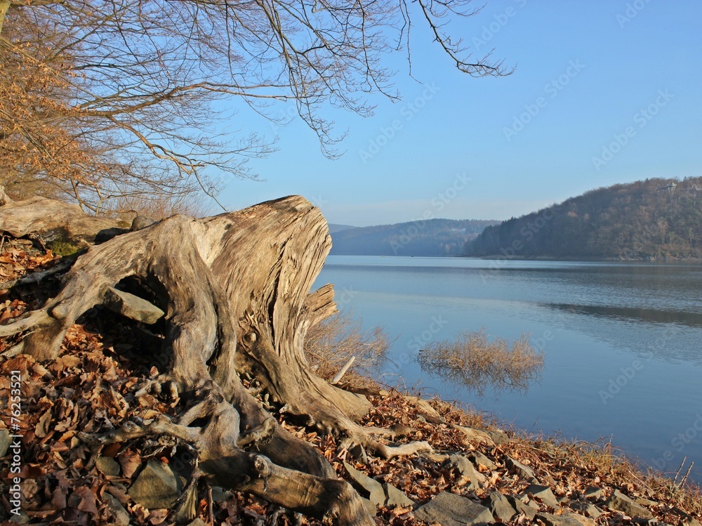 Bizarre Wurzeln am Ederseeufer Bizarre Wurzeln am Ederseeufer