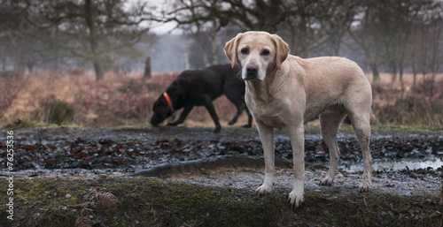 labradors