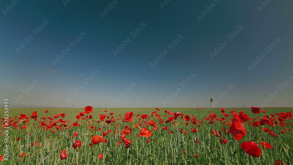 Summer landscape with red poppies in green wheat and blue sky Summer landscape with red poppies in green wheat and blue sky