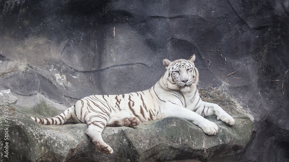 Fototapeta premium White Bengal Tiger lay down on the cliff