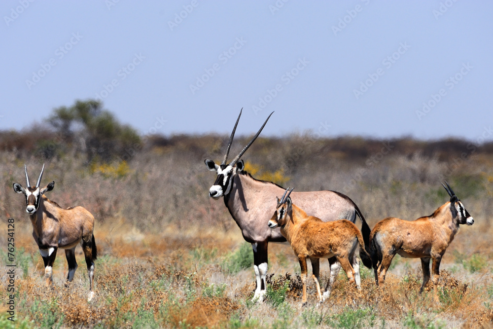 Fototapeta premium Gemsbok familly