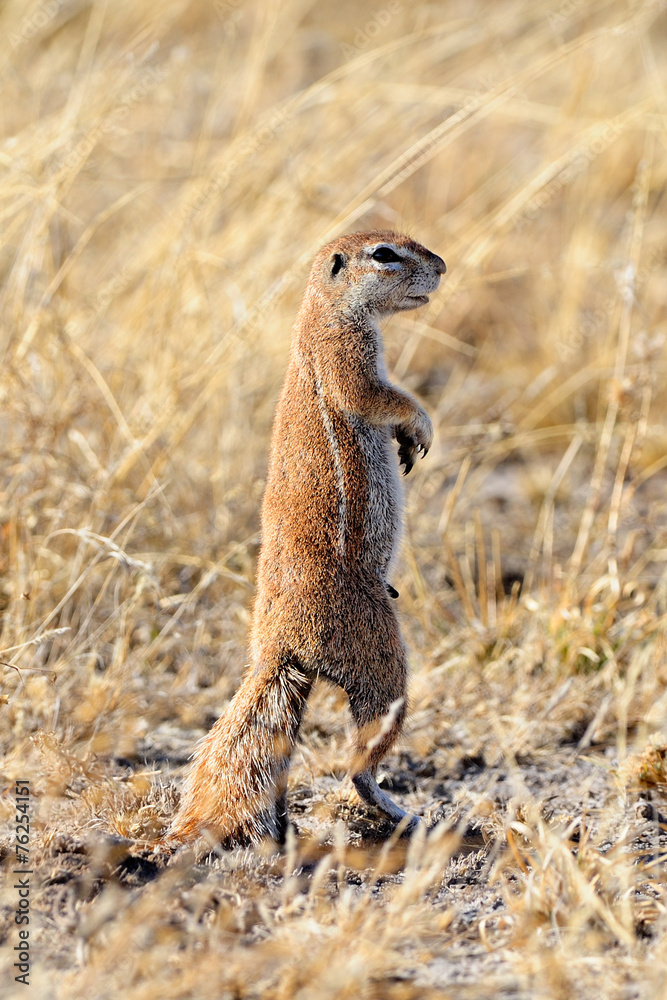 Fototapeta premium Ground squirrel standing