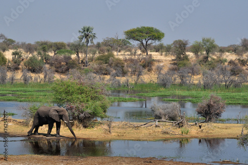 Elephant drinking in the Boteti river