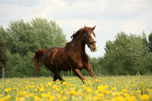 Chestnut beautiful horse galloping at the blooming meadow