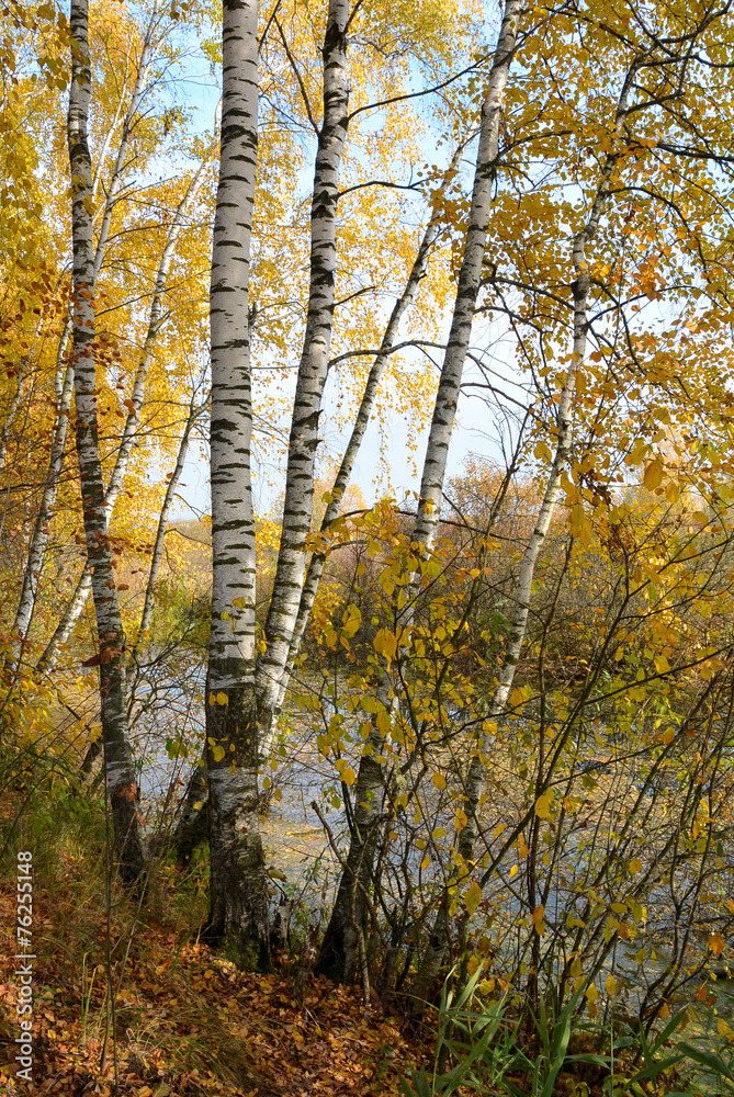 Fototapeta premium Birch grove on the lakeside of forest lake