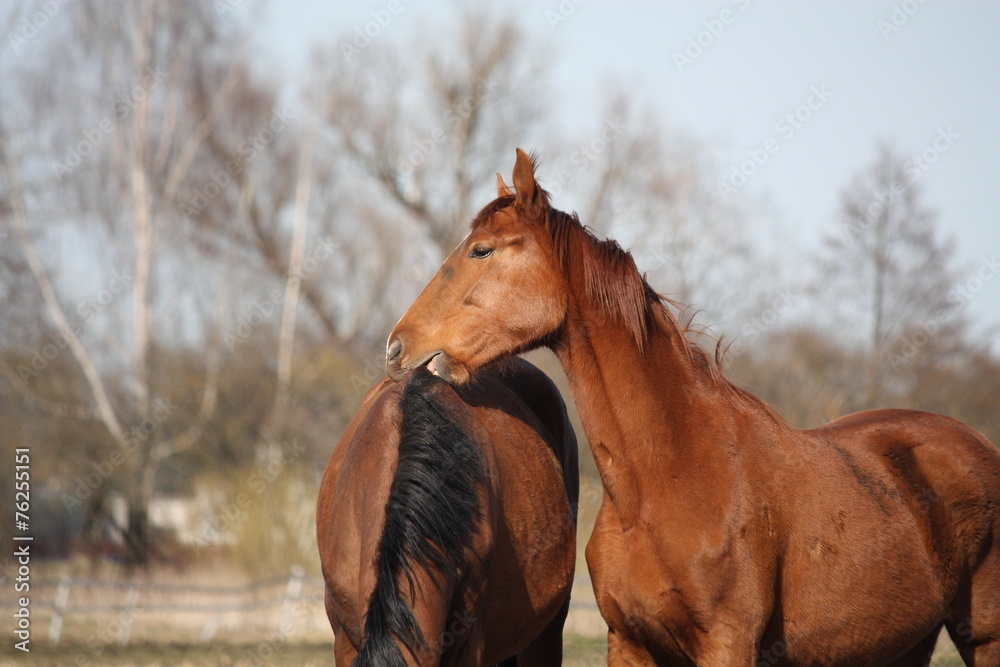 Two adorable horses nuzzling each other