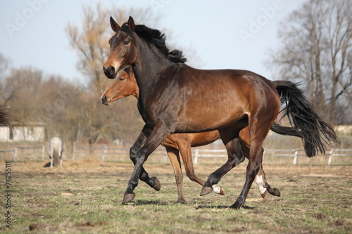 Two brown horses running at the pasture © virgonira