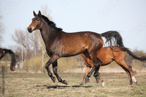 Two brown horses running at the pasture