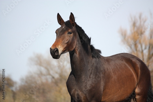 Beautiful brown latvian horse portrait