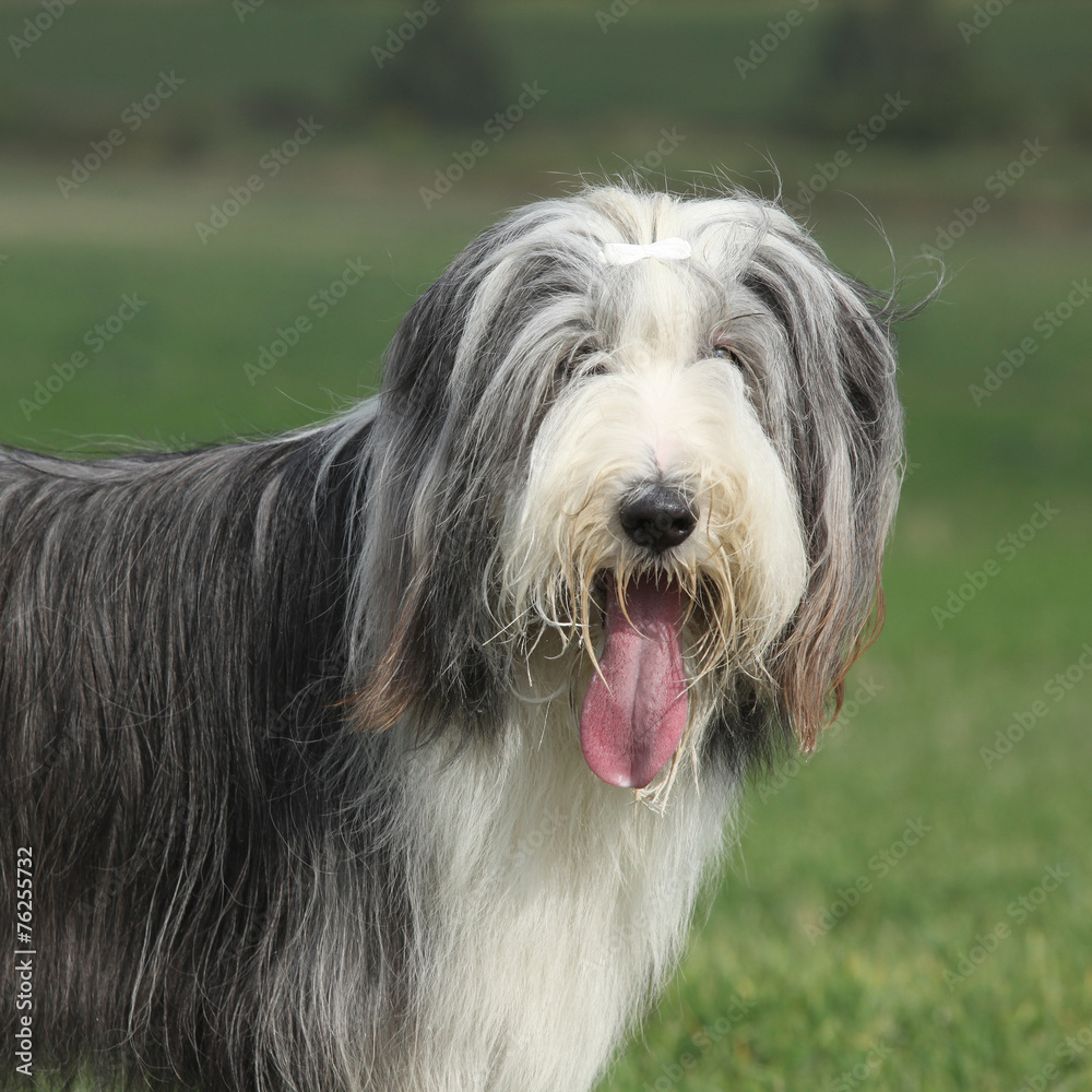Beautiful bearded collie looking at you