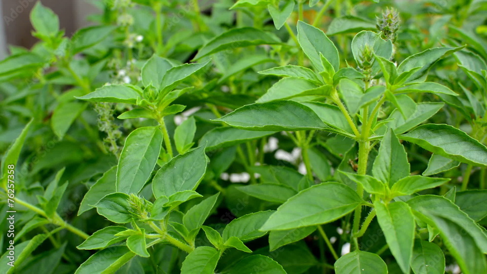 Close up of fresh basil leaves, vegetables, camera dolly
