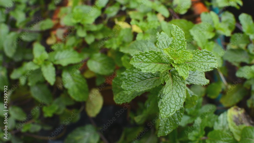 Vegetables, peppermint plants, mint leaves, camera dolly Vegetables, peppermint plants, mint leaves, camera dolly