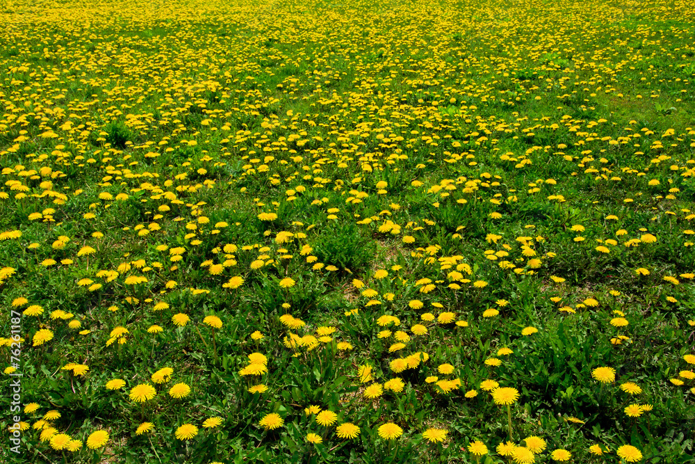 Fototapeta premium Field of Dandelions