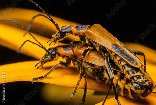 Garden Insect Beetle Romance - Macro photo