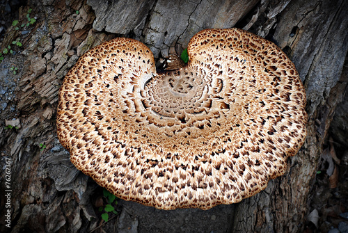 Close Up of Bracket Fungus on Tree Trunk