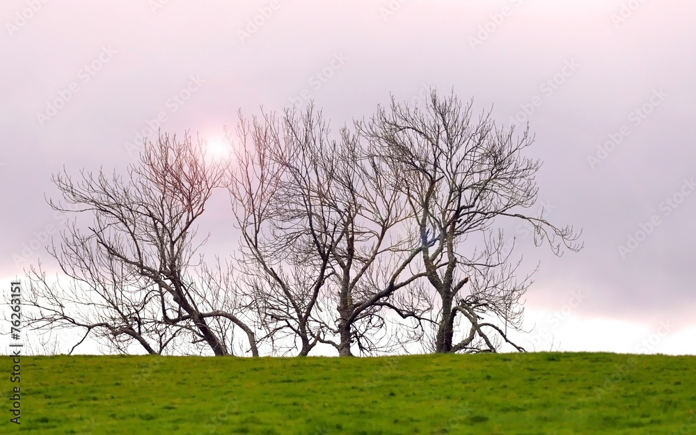 Landscape - pink sunset and green grass in Scotland