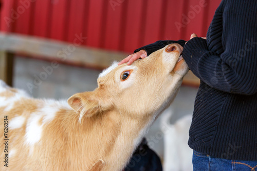 Petting a Calf on a Farm - Close up
