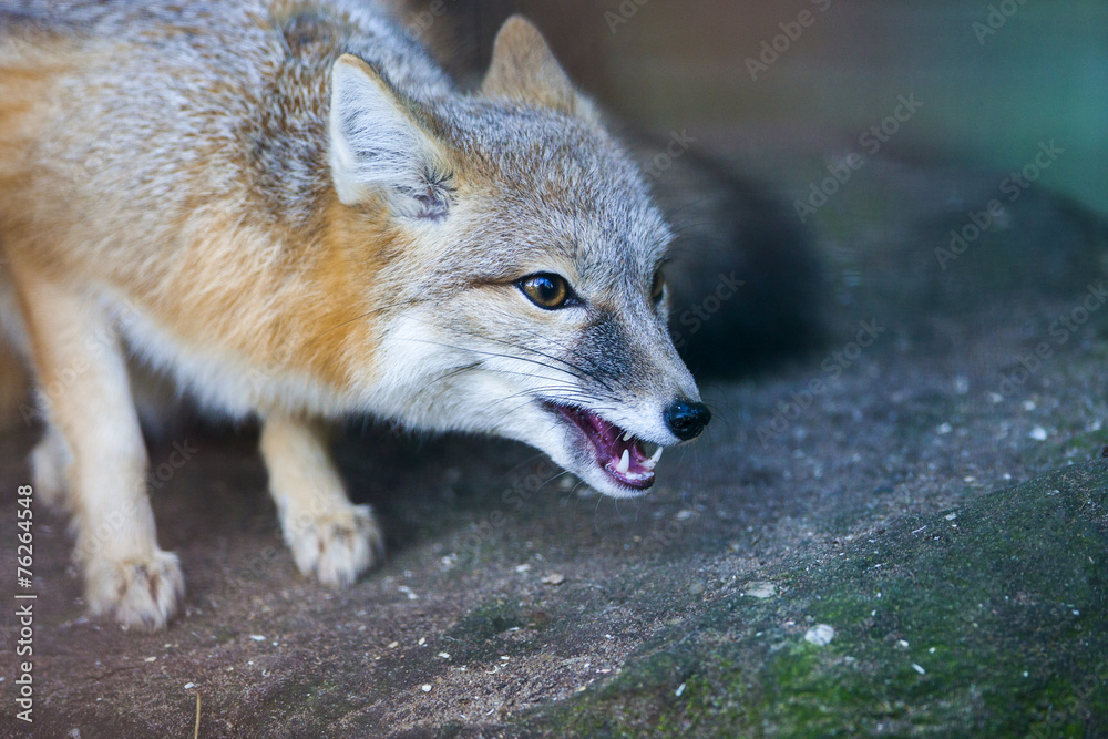 Naklejka premium Grommende swiftvos