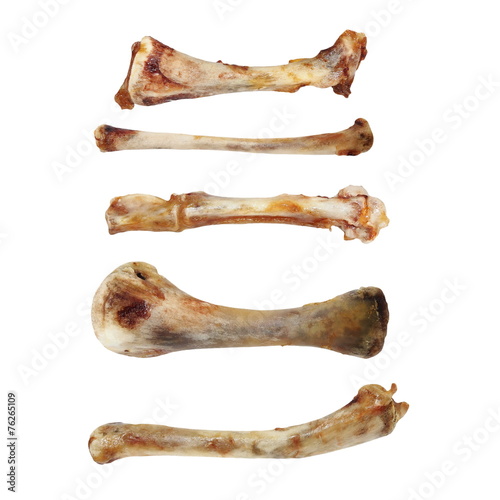 set chicken bones, isolated on white background
