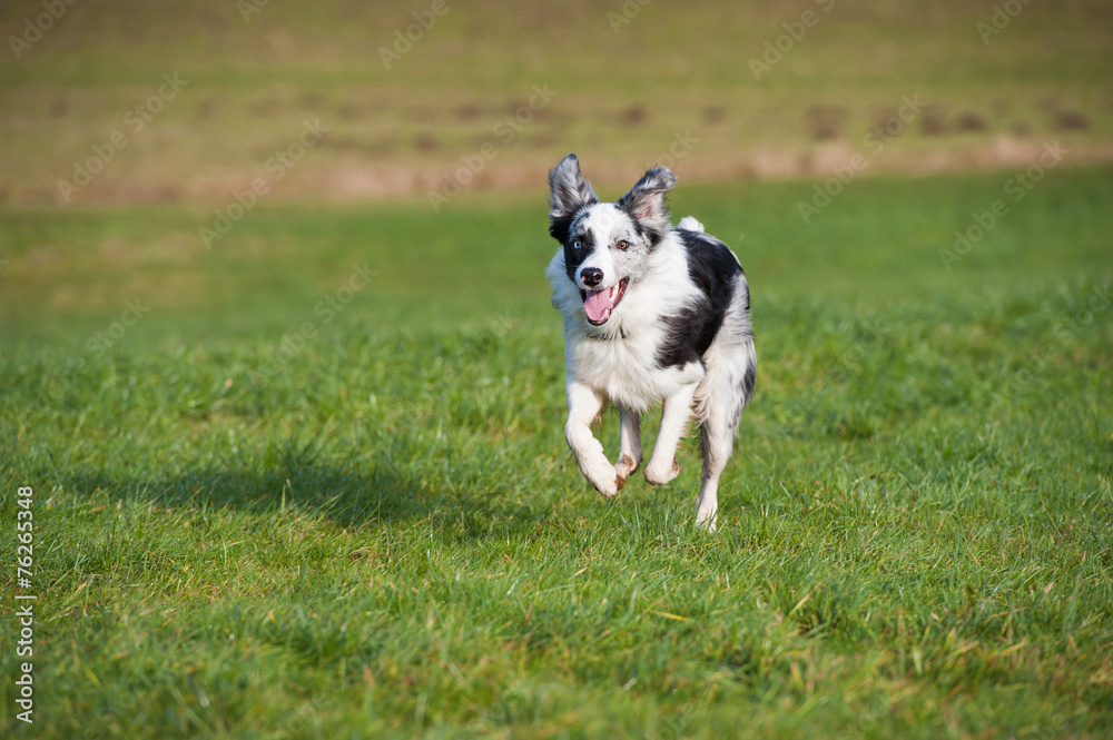 Rennender Border Collie