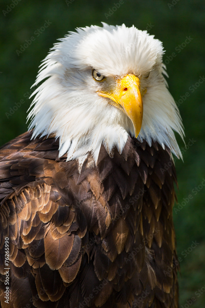 Obraz premium Bald eagle - Haliaeetus leucocephalus