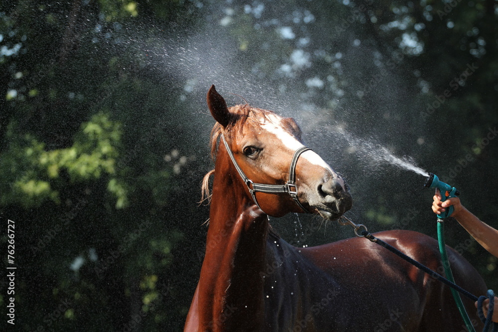 Fototapeta premium Red horse being washed with hose in summer