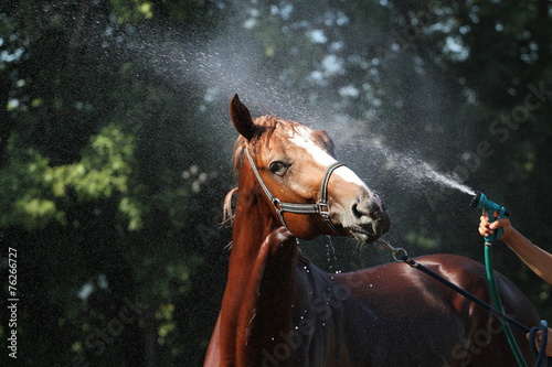 Red horse being washed with hose in summer