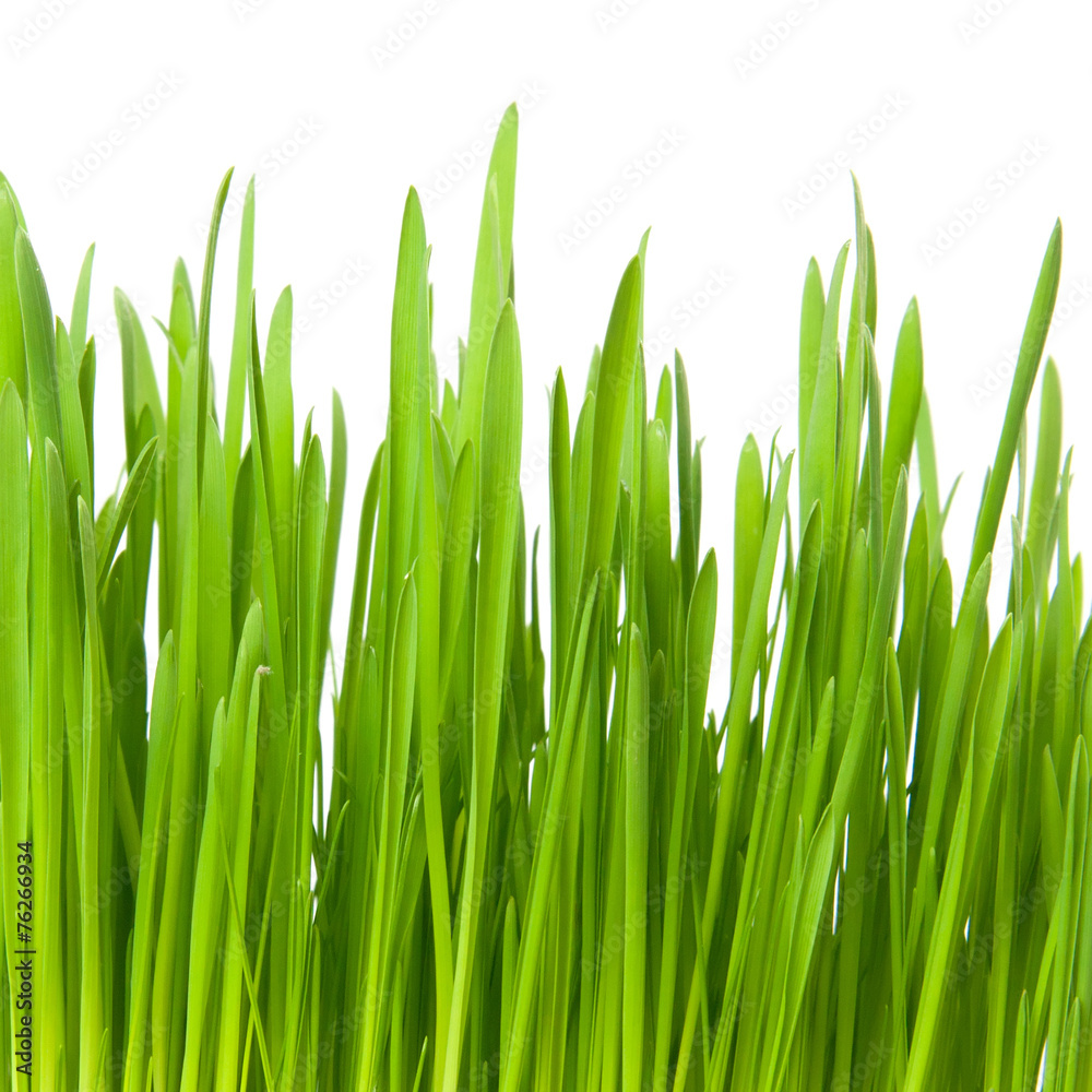 Fototapeta premium green grass