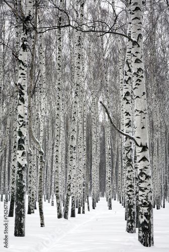 Pathway in winter birch forest