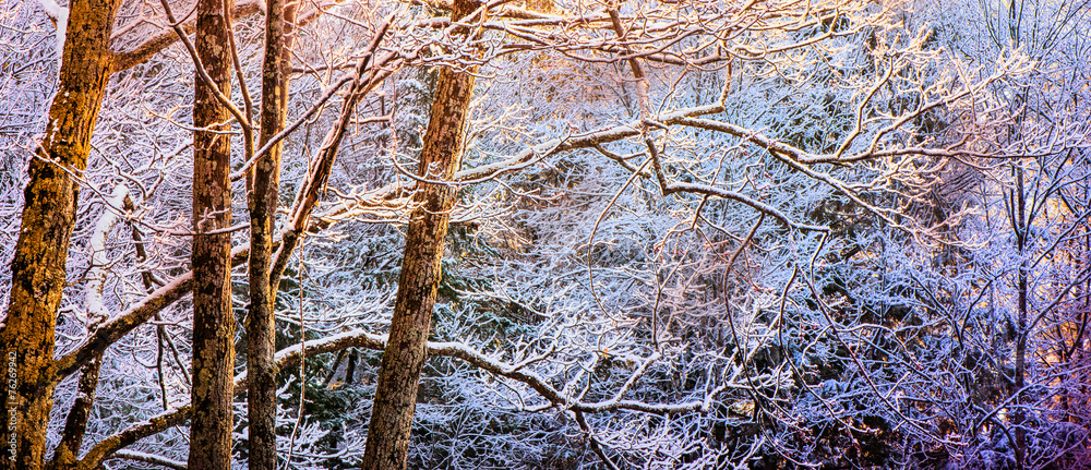 Snow covered spring Forest Banner - Retro Snow covered spring Forest Banner - Retro