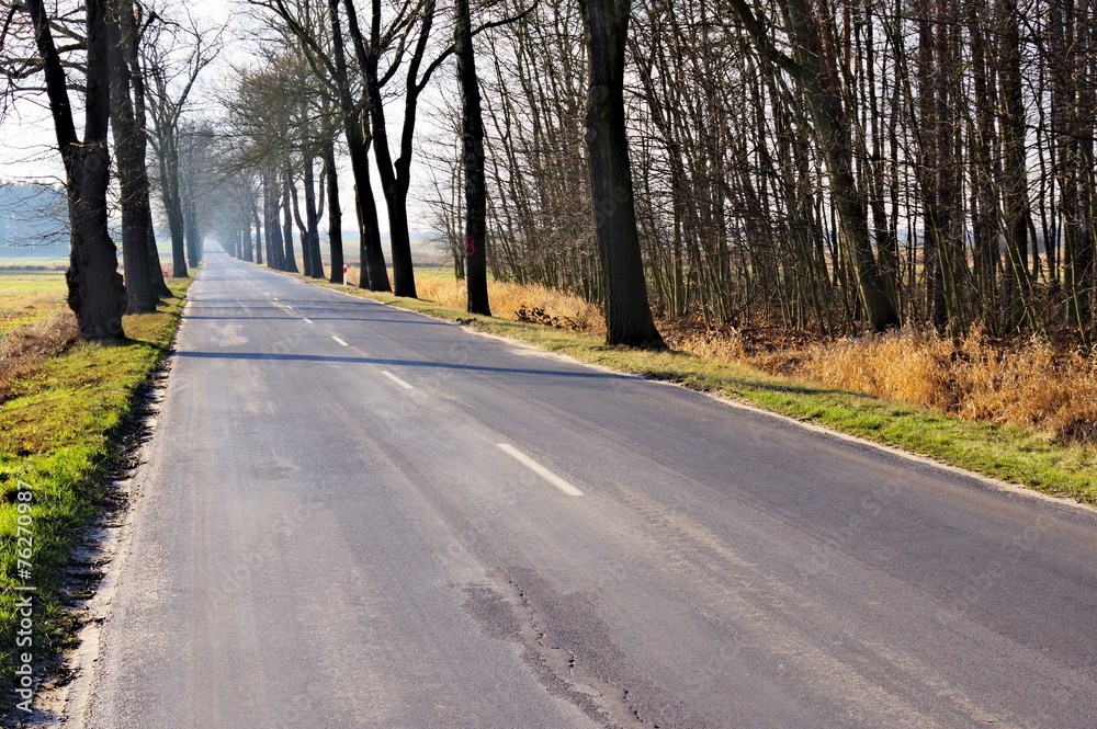 Fototapeta premium Droga wśród drzew.