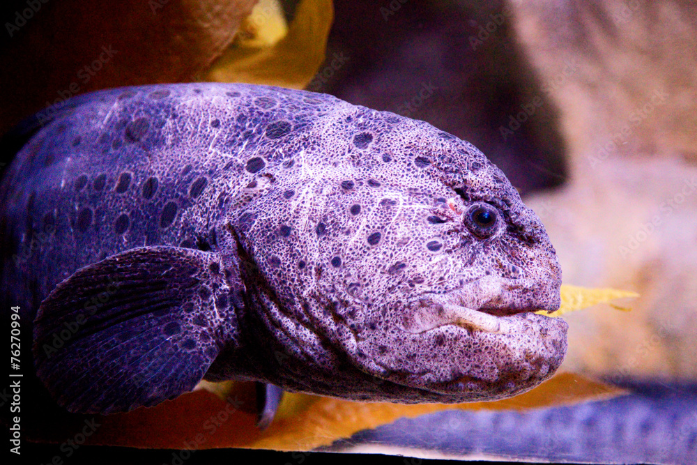 wolf-eel