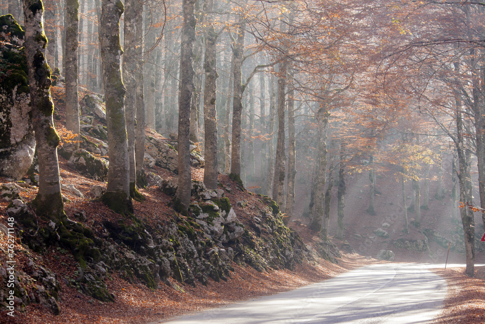 Obraz premium La strada nel bosco