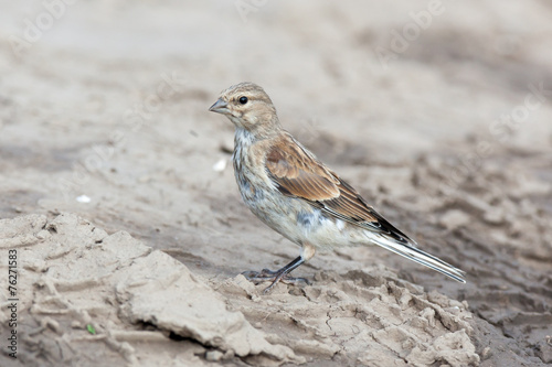 Linnet (Acanthis cannabina)