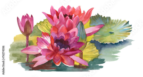 Принти на полотні Watercolor illustration of pink water lily