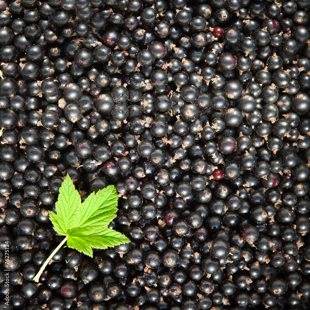 Currant closeup as background, green leaf