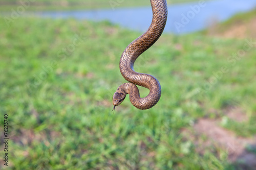 hanging snake