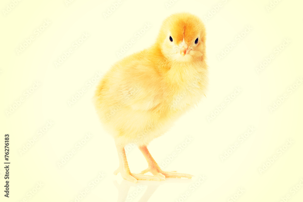 Obraz premium Small yellow Easter chicken.