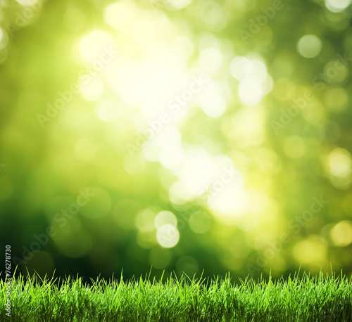 green grass in sunny forest