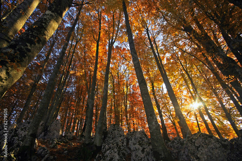 Tramonto nel bosco di aceri photo