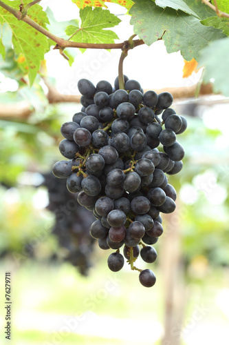 red wine grapes hanging