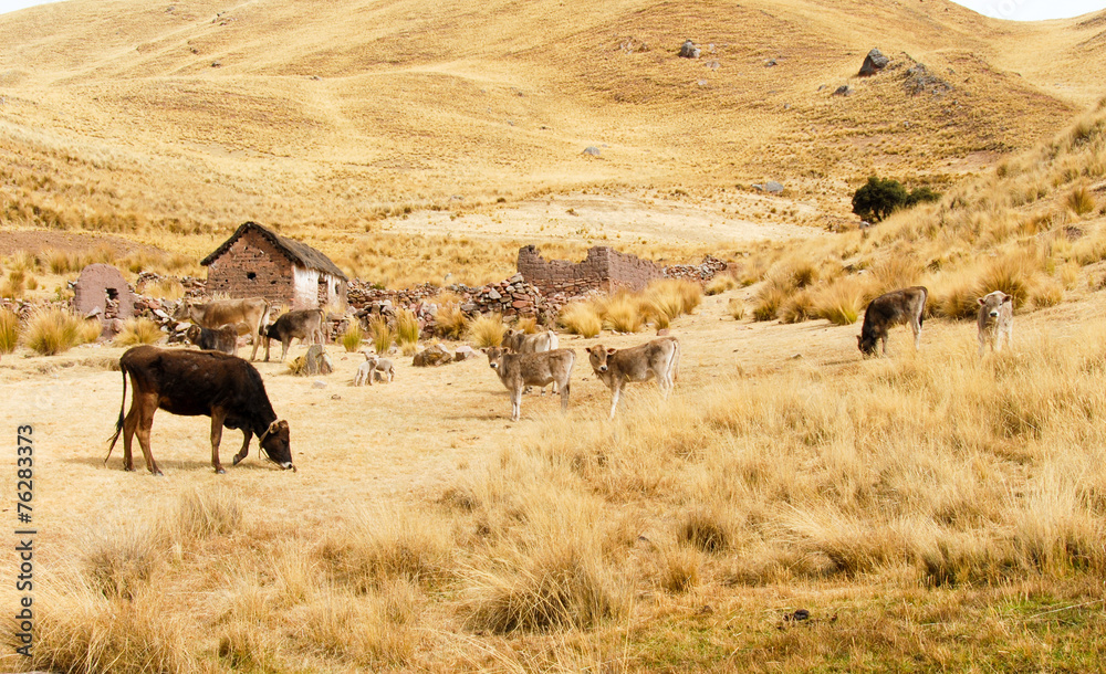 Farm along the Cusco-Puno Road, Peru Farm along the Cusco-Puno Road, Peru