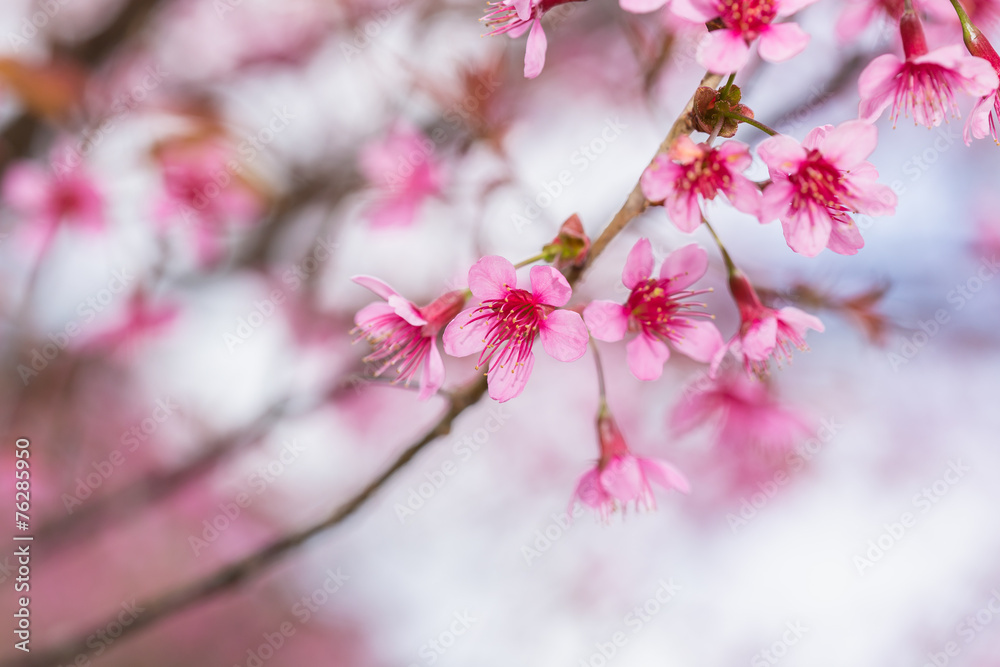 Thailand pink Sakura flower in ChiangMai, Thailand Thailand pink Sakura flower in ChiangMai, Thailand