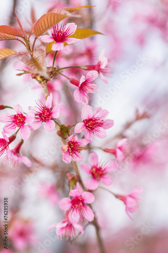 Thailand pink Sakura flower in ChiangMai, Thailand