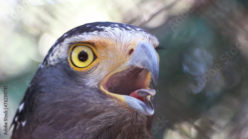 Eagle closeup