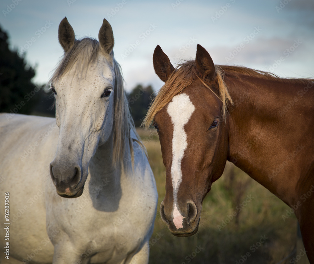 Two horses standing