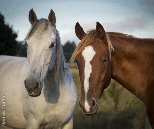 Two horses standing