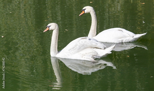 swan on the lake in the nature