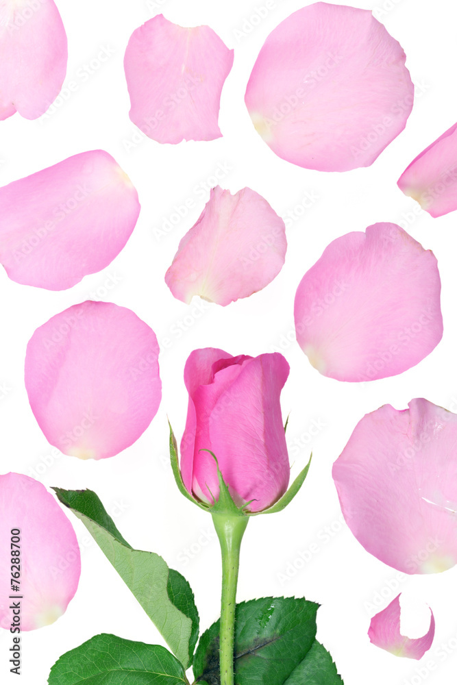 Rose Rose