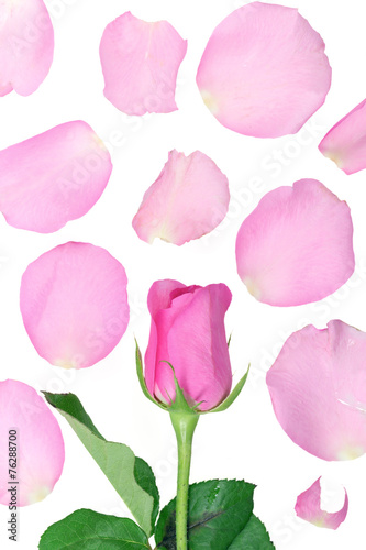 Wallpaper Mural Rose Torontodigital.ca